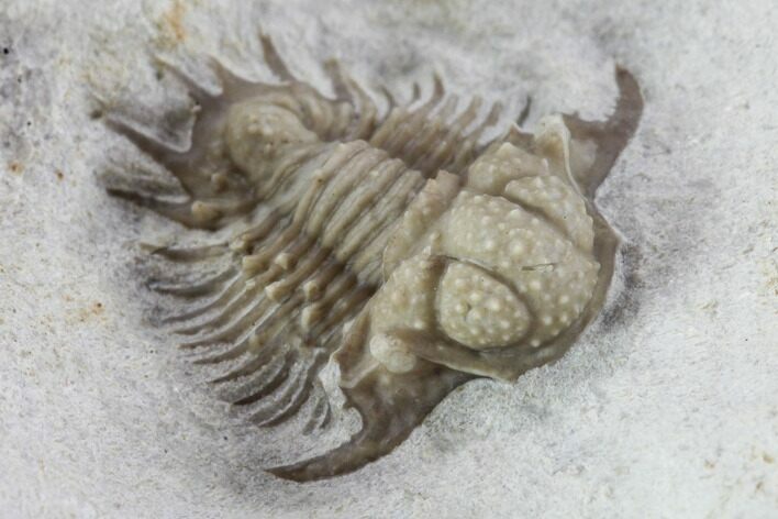 Bug X Acanthopyge Trilobite - Black Cat Mountain, Oklahoma #95733